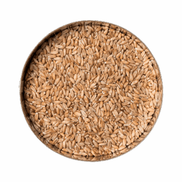 Dinkel-Ganzkorn (DE)