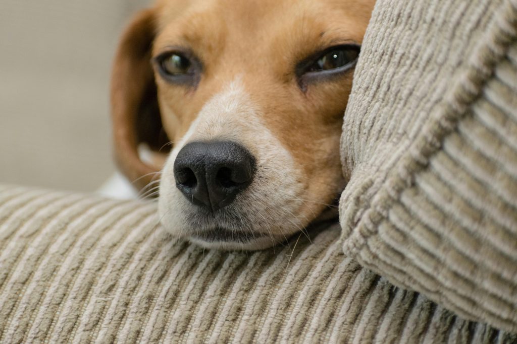Ein hellbrauner Hund liegt auf einem Sofa