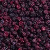 Bio-Brombeeren (wild)