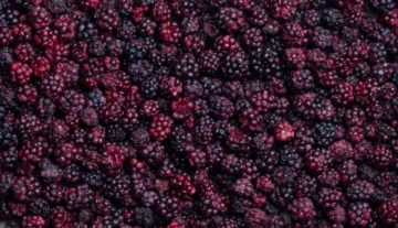 Bio-Brombeeren (wild)
